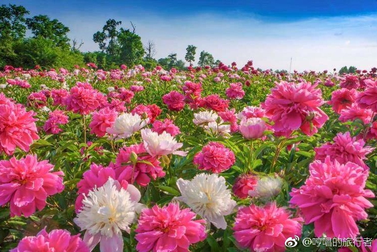 Heze 菏泽