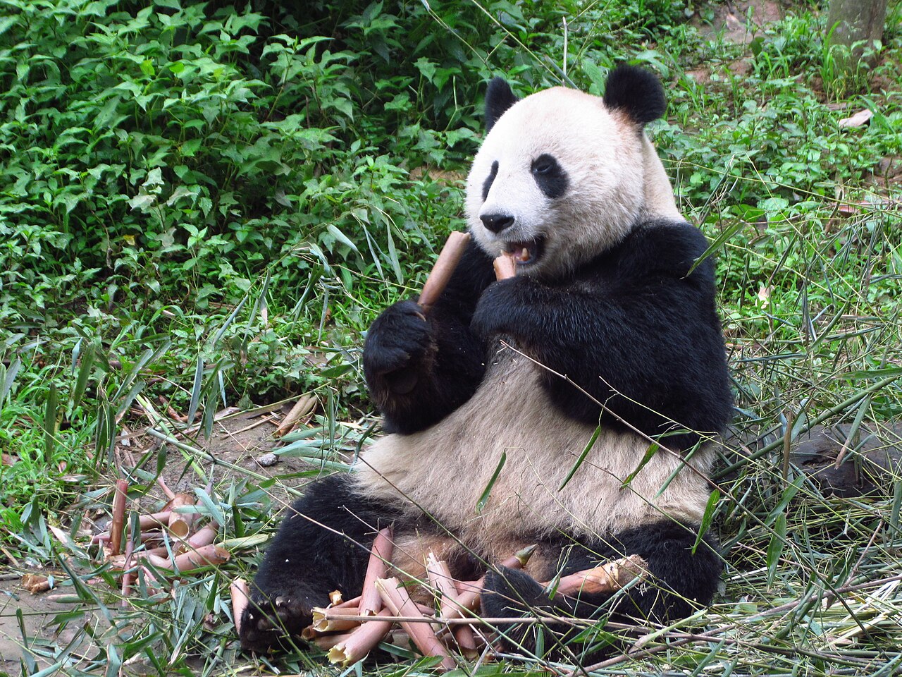Ya'an, China — The Bifengxia panda base, Ya'an's clearest