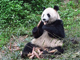 Ya'an, China — The Bifengxia panda base, Ya'an's clearest headline chapter