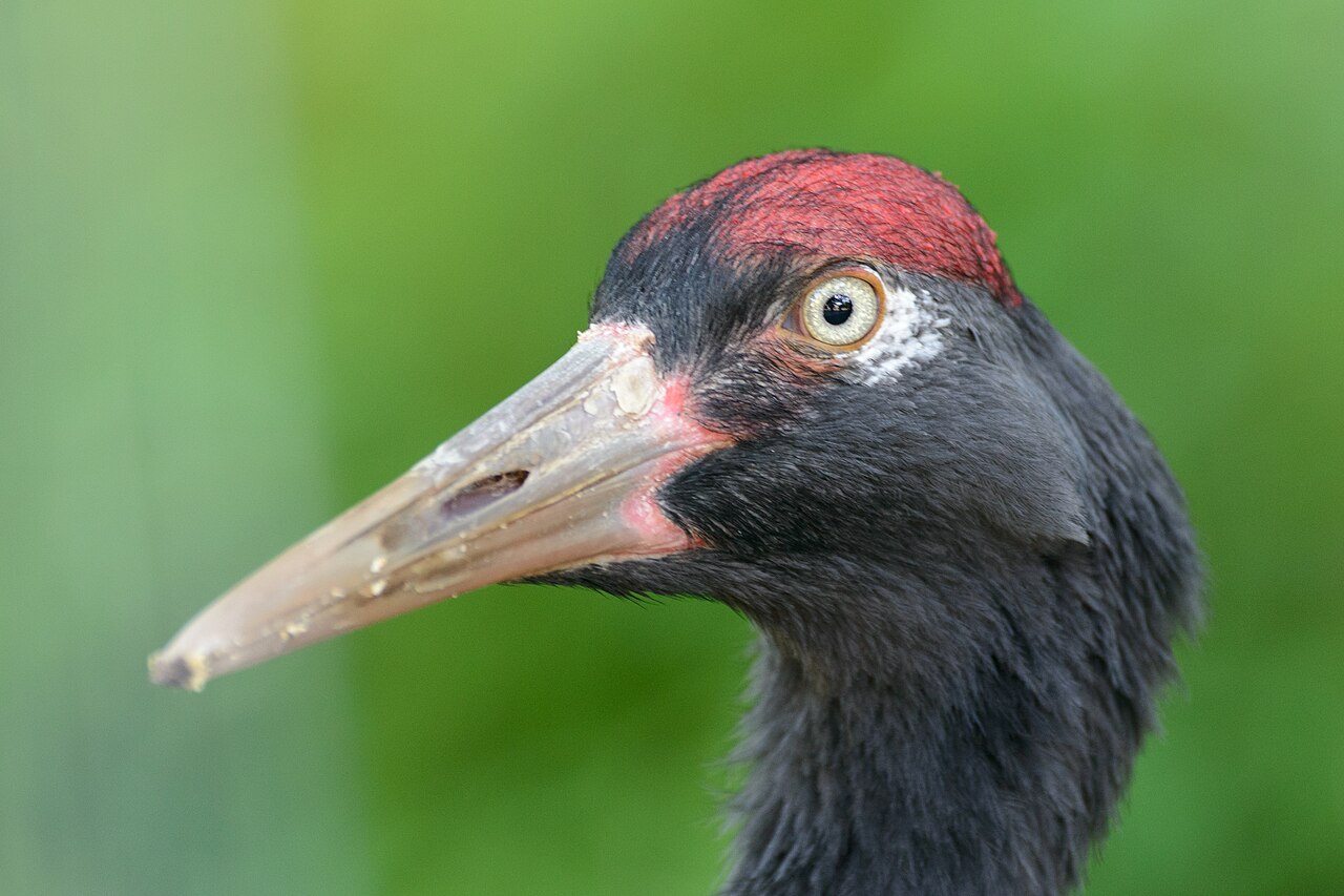 Zhaotong, China — The Dashanbao black-necked cranes, Zhaotong's clearest