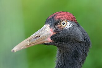 Zhaotong, China — The Dashanbao black-necked cranes, Zhaotong's clearest headline chapter