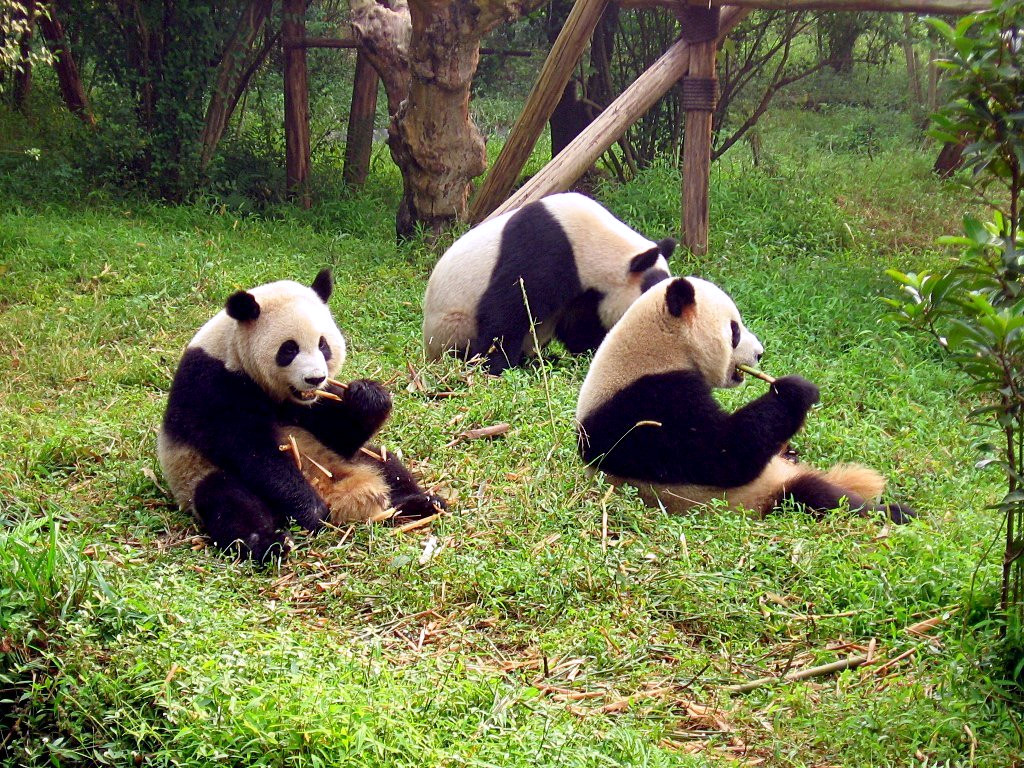 Giant pandas at the Chengdu Panda Base