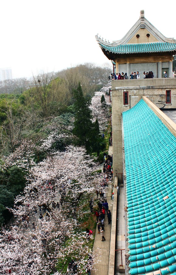 Wuhan University cherry blossoms