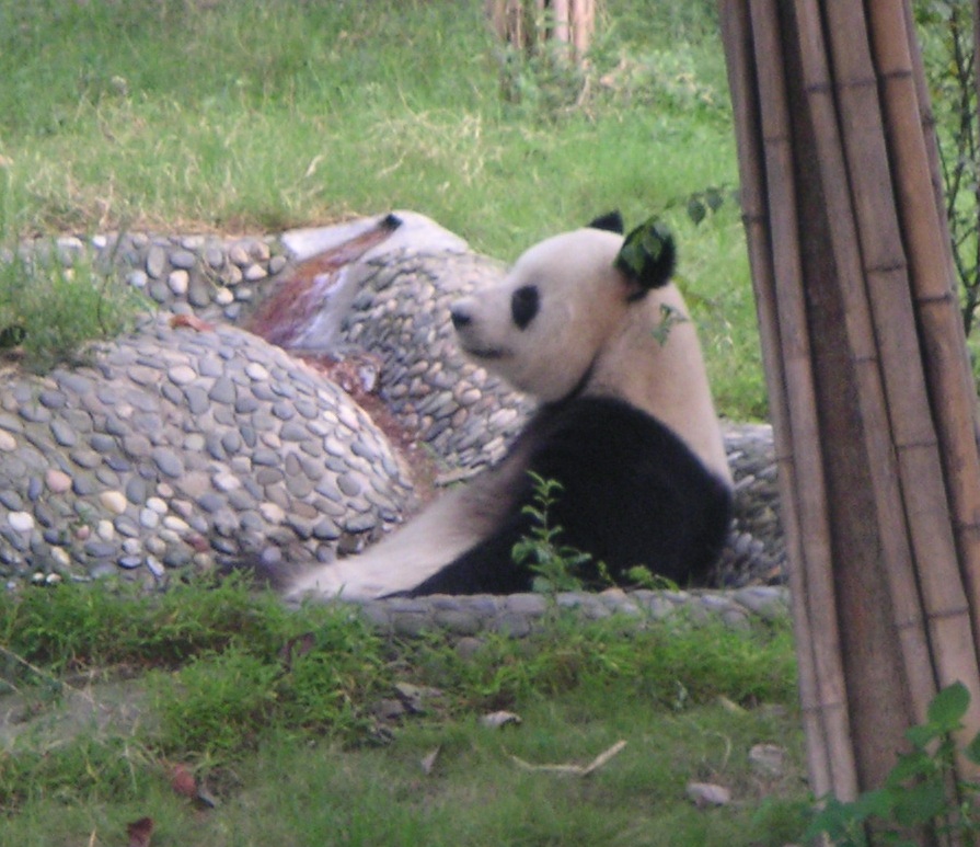 Chengdu Research Base of Giant Panda Breeding