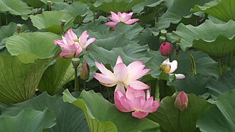 Songyuan, China — Chagan Lake