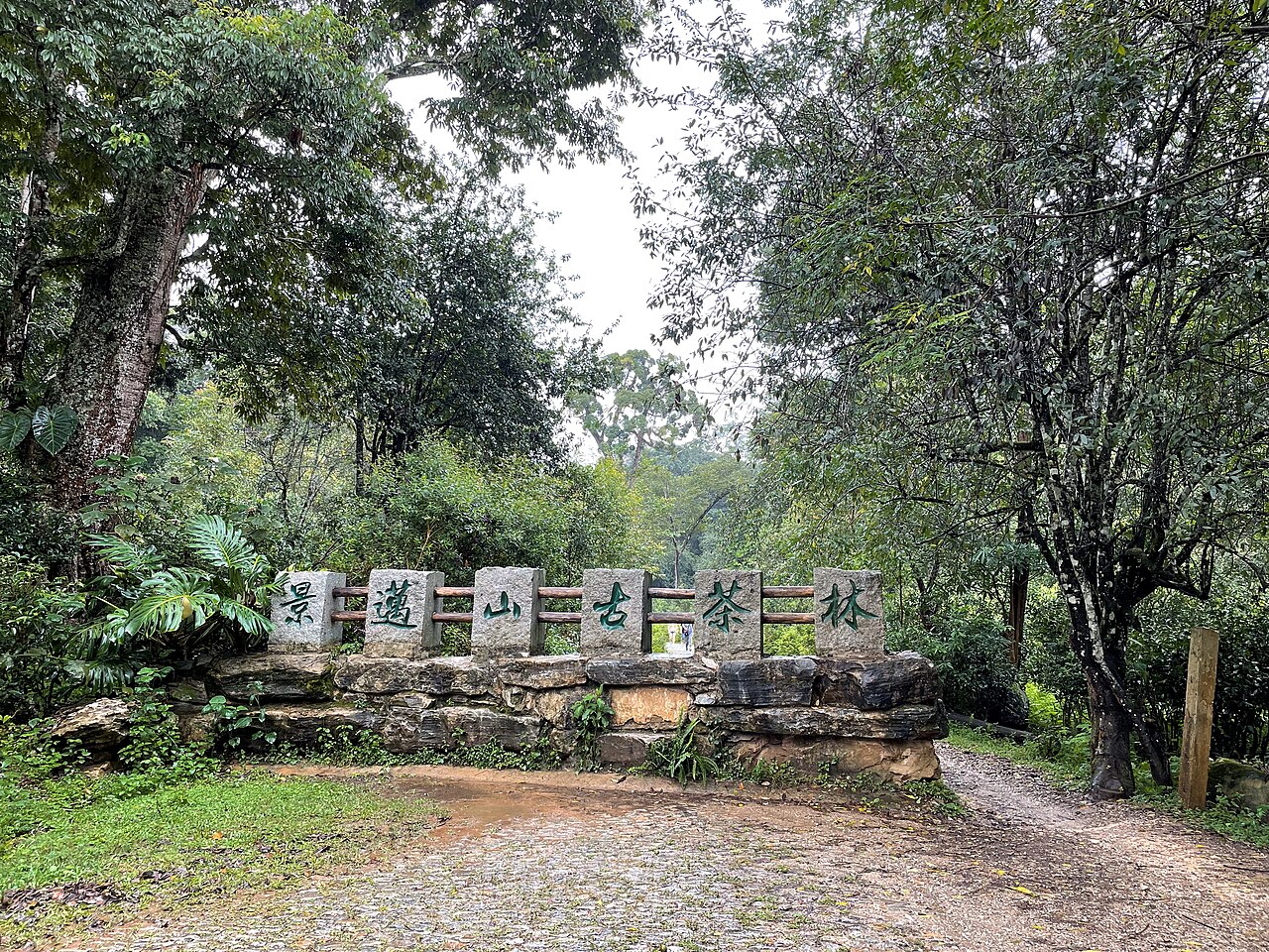 Pu'er, China — The Jingmai ancient tea forests, Pu'er's clearest