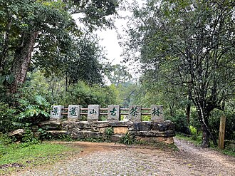 Pu'er, China — The Jingmai ancient tea forests, Pu'er's clearest headline chapter
