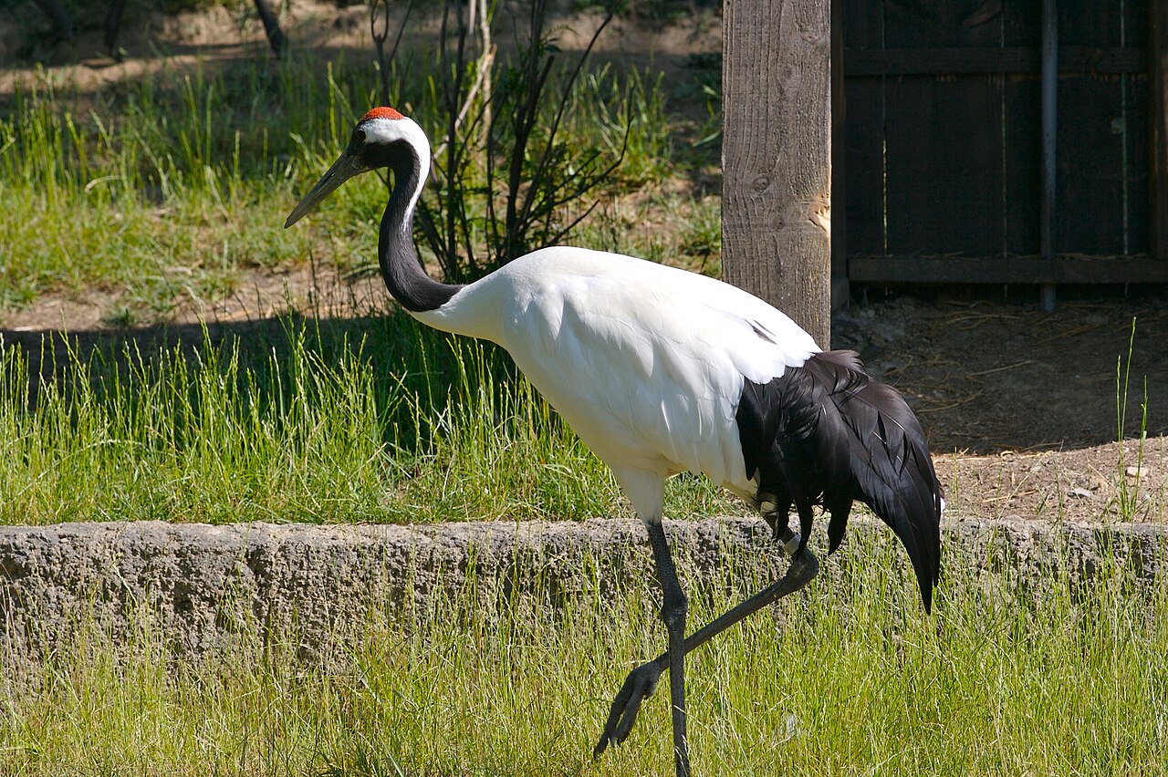 Qiqihar, China — Zhalong crane reserve
