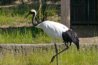 Qiqihar, China — Zhalong crane reserve