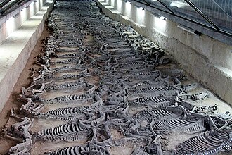 Zibo, China — The Qi State chariot museum, Zibo's clearest ancient-capital chapter