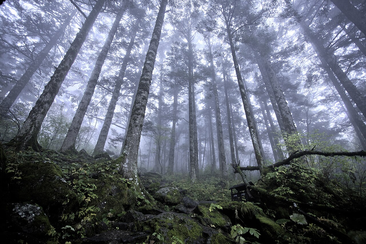 Shennongjia, China — Shennongjia forest reserve