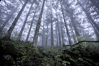 Shennongjia, China — Shennongjia forest reserve